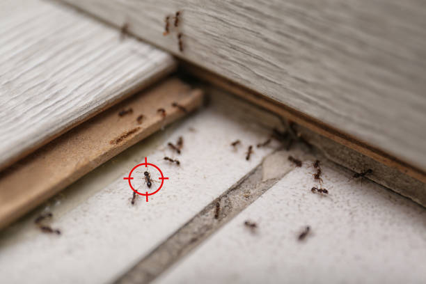 Best Pest Removal Services  in Lucedale, MS