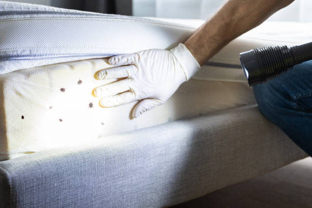 Best Mosquito Control Services  in Lucedale, MS